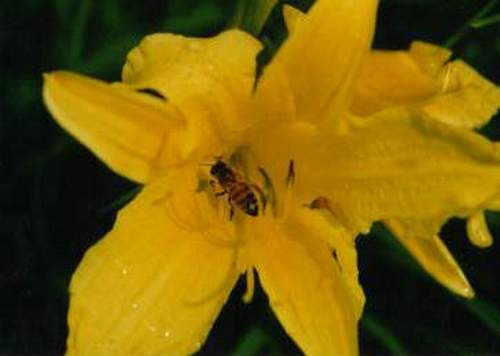 Bee on Iris #207-19