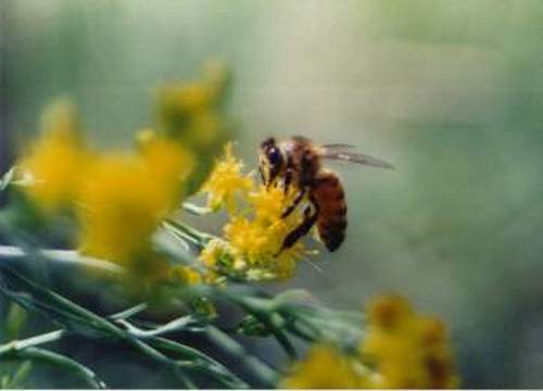 Bee On Yellow Flower #232-17