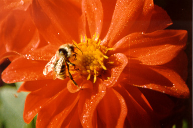 Bee on flower.  Shot with Chinon CE-5 using a 100mm 1:4 macro lens. (No other info recorded.)