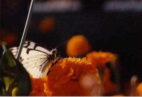 Butterfly On Orange Flower