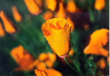 California Poppy, sprayed.  Shot with Canon EOS Rebel 2000 on aperture-priority, 80mm, 1/500 @ f/5.6, 1 stop underexposed, used star filter.