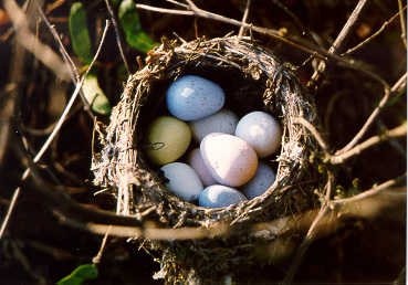 Candy eggs in a Hummingbird nest.  Shot with Canon EOS Rebel 2000 on shutter-priority at 80mm, 1/60 @ f/9.5 with no filters used.