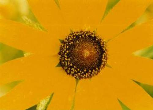 Chrysanthemum 231-16a.jpg