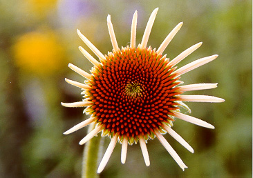 Cone Flower.  Technical info to be added soon.