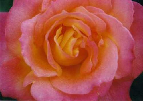 "Leann Rimes" Rose #199-15.jpg