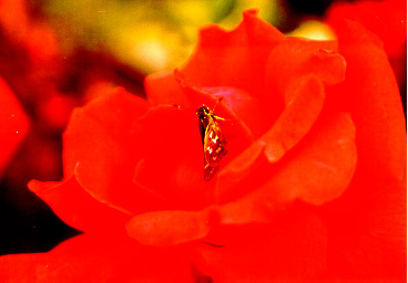 Moth on Rose.  Shot with Canon EOS Rebel 2000 on shutter priority at 80mm, 1/180 @ f/5.6 wih a 6-point star filter.  It just happened that I was about to shoot a picture of this rose, when suddenly the moth landed!