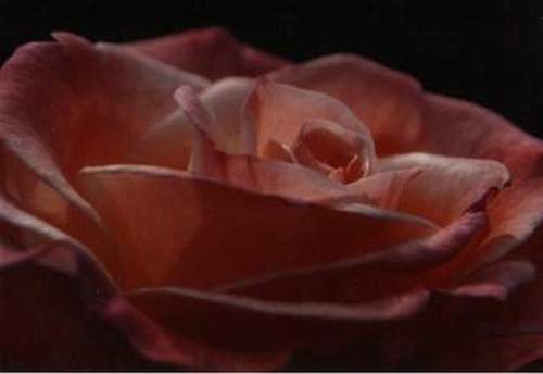 Pink Rose 242-6slide.jpg