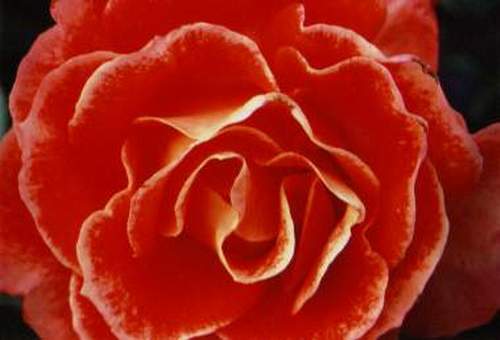 Red Rose #242-15slide.jpg