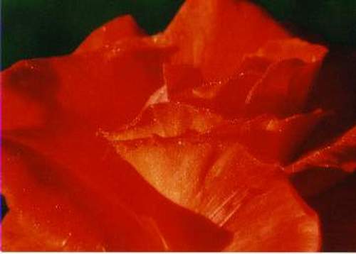 red rose with dew #241-18.jpg  shot with Rebel2000