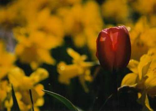 Red Tulip in Daisies -7.jpg