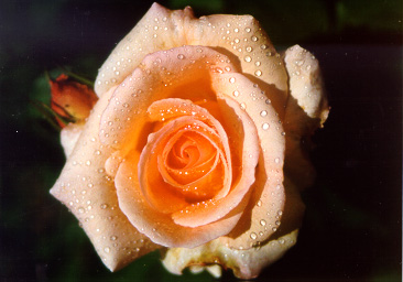 Pinkish-Orange Rose.  Shot with Canon EOS Rebel 2000 on aperture-priority at 200mm, 1/2000 @ f/5.6, sprayed, 6-point star filter.