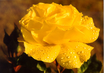 Yellow Rose, shot with Canon EOS Rebel 2000.  Aperture-Priority, 80mm, 1/180 @ f/11, sprayed, used a 6-point star filter.