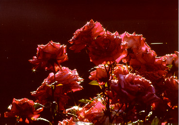 Red Roses, backlit, with REAL dew.  Shot with Canon EOS Rebel 2000 on aperture-priority, 200mm, 1/350 @ f/8, average metering, 2 stops underexposed, 6-point star filter.