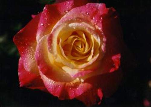 "Sheila's Perfume" rose, wet #201-5.jpg